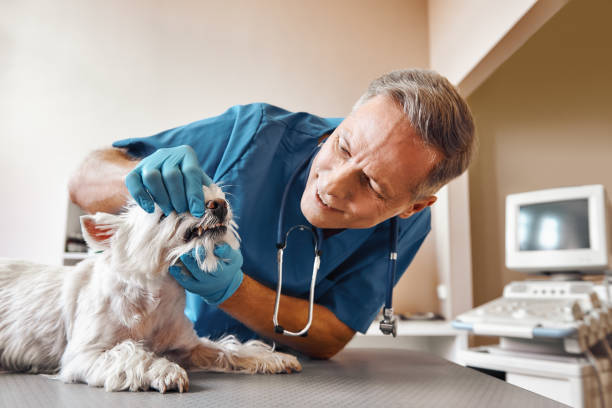 Best Emergency Dental Care for Abscessed Tooth in Jasper, TX
